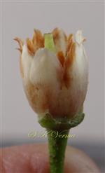  Flower with calyx removed